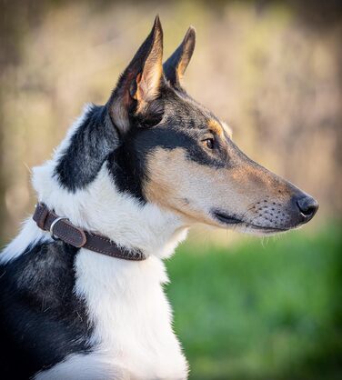 Нашийник для собак Jack Russell з жирової шкіри, ручної роботи – міцний шкіряний нашийник для собак маленьких, середніх та великих порід, Fat-Tony (XL), розмір 47-57 см