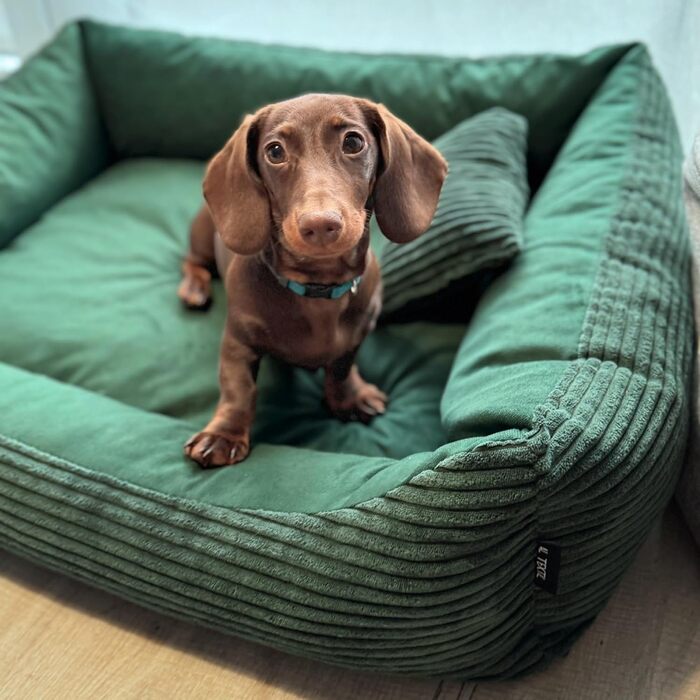 М'яке ліжко для собак 4L Textil Molly, корзина для собак, подушка для собак та котів, корзинка для собак, мохет (60x40 см, зелений)