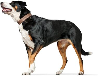 Нашийник для собак HUNTER PORTO, шкіра олив'єва, tabak/cognac, ручної роботи, розмір 50