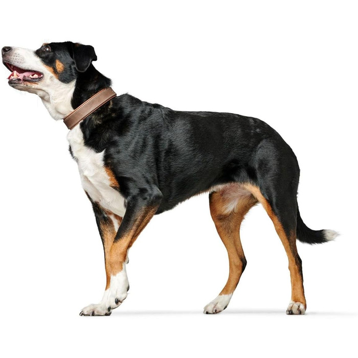 Нашийник для собак HUNTER PORTO, шкіра олив'єва, tabak/cognac, ручної роботи, розмір 50