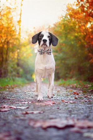 Нашийник для собак Unique Style Paws осінній, з метеликом, регульований, для середніх собак, коричневий, сітка