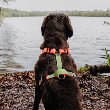 Шлейка для собак Lana Hundegeschirr ручної роботи, 5-рівневе регулювання, водонепроникна, Made in Germany, для собак маленьких та великих порід, повідкова шлейка, нагрудна шлейка, повідкова шлейка (M, помаранчевий/зелений) M помаранчевий/зелений