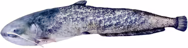Decorative pillow in the shape of a real fish, catfish