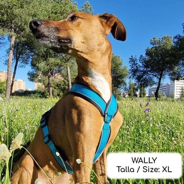 Поясний нашийник для собак, проти витягування, для італійських грейхаундів, віппетів, грейхаундів, подонко - безпечний, дихаючий та довговічний, ідеальний для походів, тренувань та бігу, антрацитовий колір, розмір M